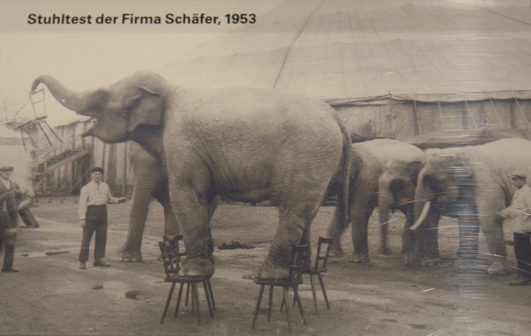Die Stuhlfabrik Schäfer setzte um 1953 werbewirksam Elefanten zum Testen Ihrer Stühle ein. Foto im Tübinger Stadtmuseum