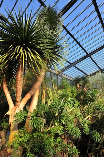Datei:Palmen im Botanischen Garten.jpg