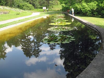 Botanischer Garten Seerosen-Teich.jpg