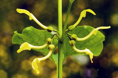 Aristolochia clematitis.jpg