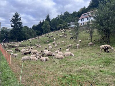 Schafe am Österberg.jpeg