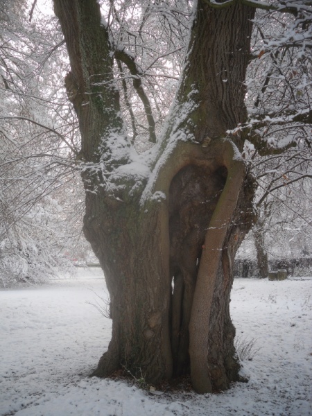 Datei:Alte Lindenallee Baum Schnee.JPG