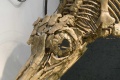 Palaeontologie 06.jpg