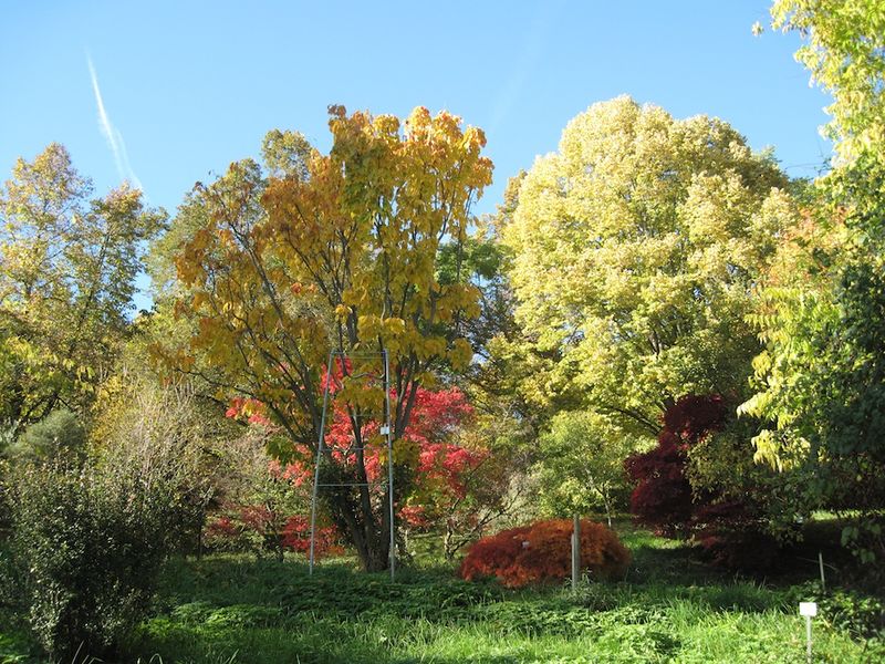 Datei:Botanischer Garten Arboretum-2.jpg