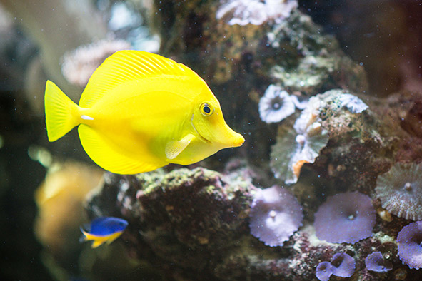 Datei:2015 aquarium einweihung 2.jpg