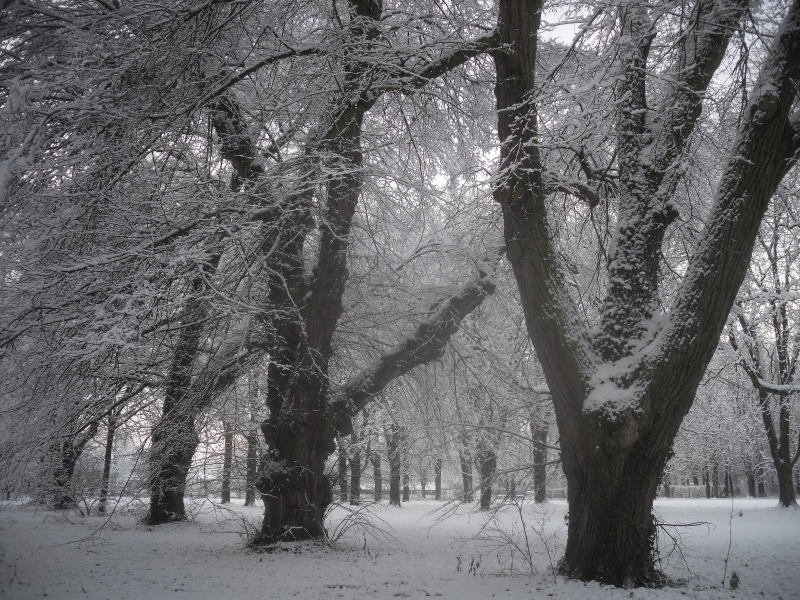 Datei:Alte Lindenallee im Schnee .1.jpg