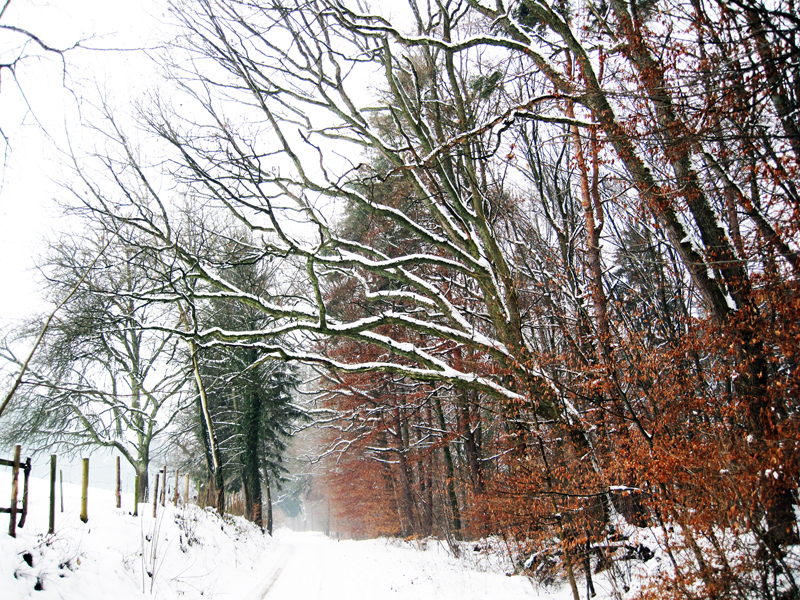 Datei:Unterer Holzackerweg im Winter.jpg