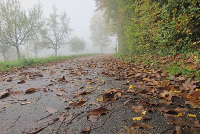 Luise-Wetzel-Weg im Herbst.jpg