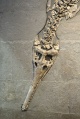 Skelett eines Fischsauriers