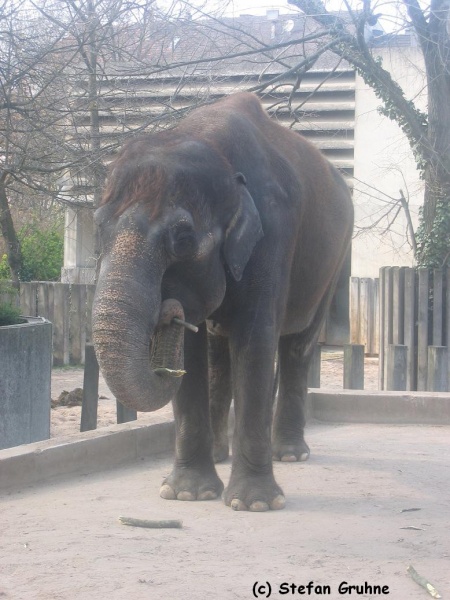 Datei:Molly - ein Elefant aus der Wilhelma.jpg