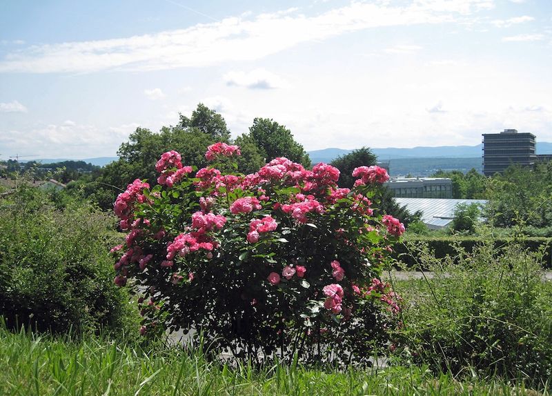 Datei:Botanischer Garten Rosen vor Alb und Uni.jpg