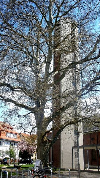Datei:Eberhardskirche Turm und Platane.jpg