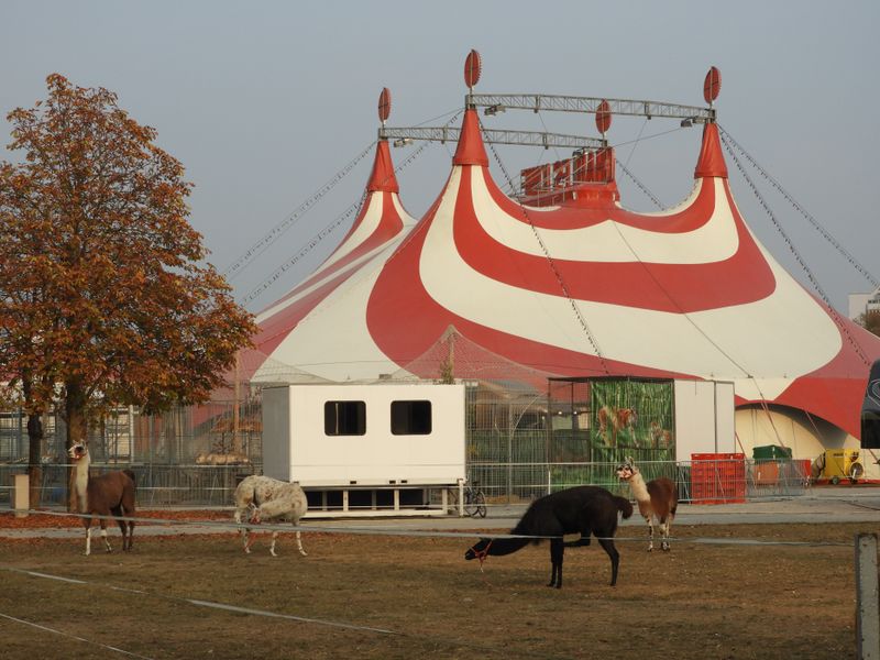 Datei:Lamas Zirkus 2018.jpg